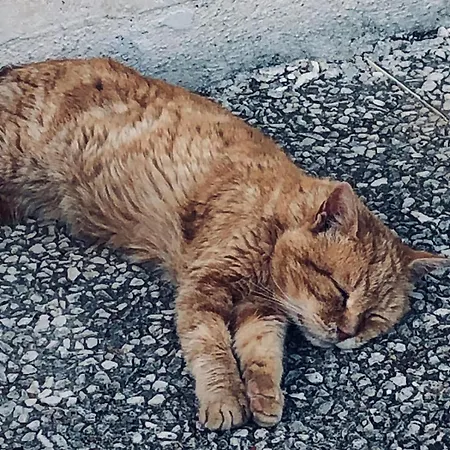Le Jardin Des Bosquets * Auchay-sur-Vendee