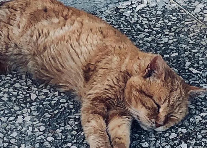 Le Jardin Des Bosquets * Auchay-sur-Vendee